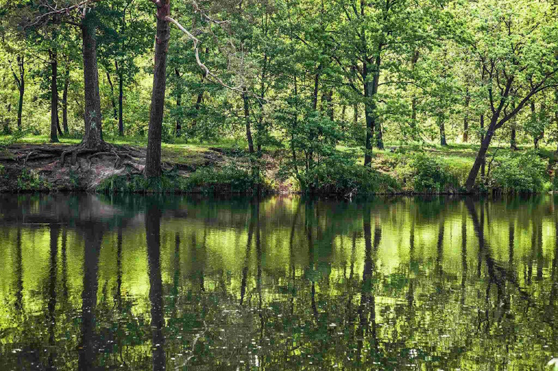 Парк Пуща Водиця