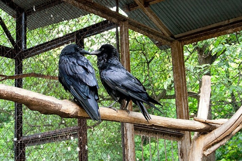 Вулиця Рейтарська